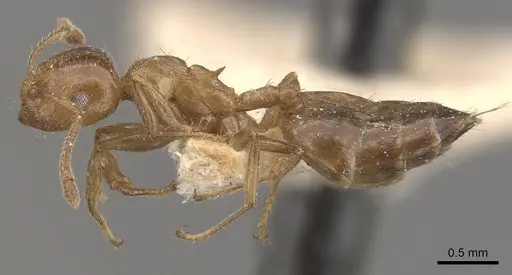 Crematogaster brunnea specimen CASENT0908570 image casent0908570_3