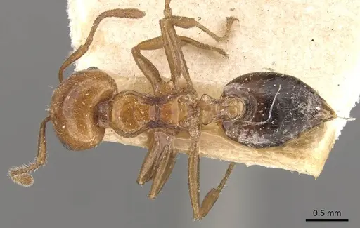 Crematogaster brunnea specimen CASENT0908572 image casent0908572_1