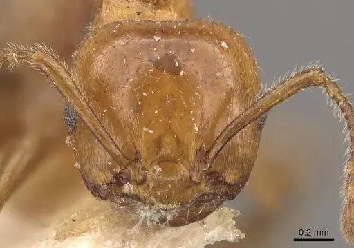 Crematogaster brunnea specimen CASENT0908572 image casent0908572_2