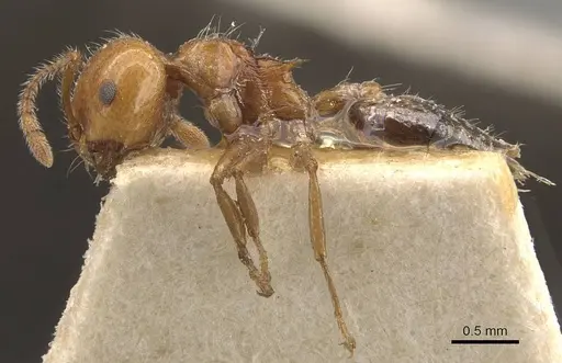 Crematogaster brunnea specimen CASENT0908572 image casent0908572_3