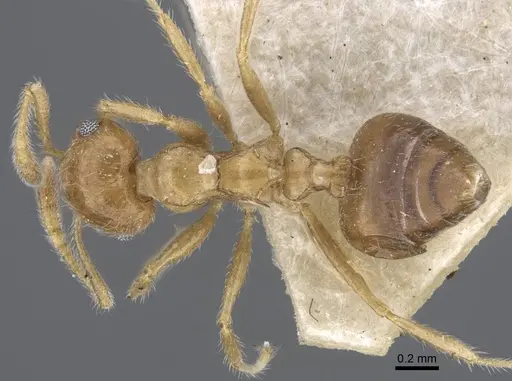 Crematogaster brunnea specimen CASENT0916979 image casent0916979_1