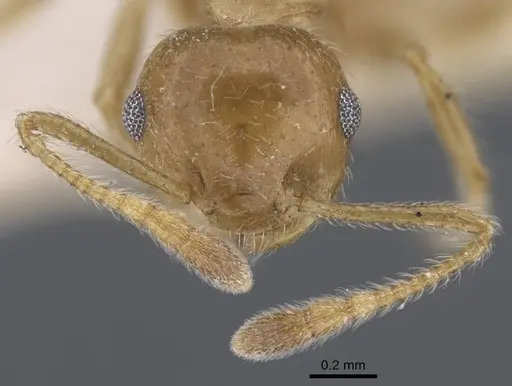 Crematogaster brunnea specimen CASENT0916979 image casent0916979_3