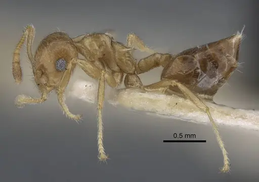 Crematogaster brunnea specimen CASENT0916979 image casent0916979_4