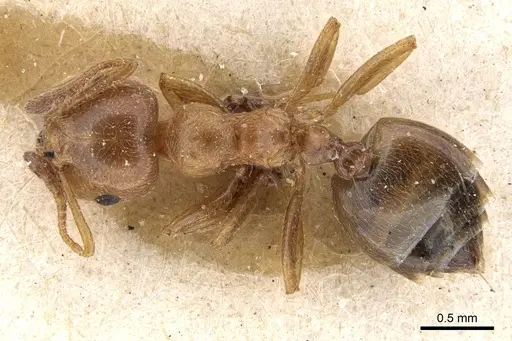 Crematogaster brunneipennis specimen CASENT0902089 image casent0902089_1