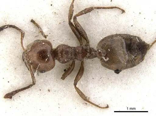 Crematogaster brunneipennis specimen CASENT0902090 image casent0902090_1