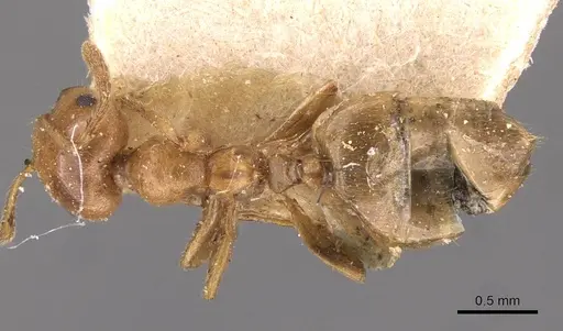 Crematogaster brunneipennis specimen CASENT0908500 image casent0908500_1