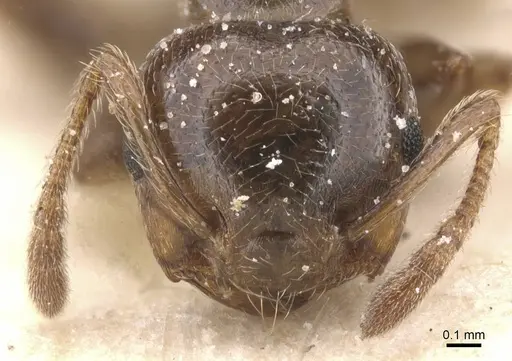 Crematogaster brunneipennis specimen CASENT0912646 image casent0912646_2