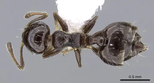 Crematogaster bryophilia specimen CASENT0914552 image casent0914552_1