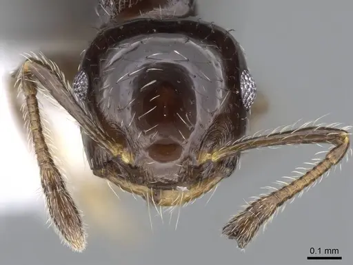 Crematogaster bryophilia specimen CASENT0914552 image casent0914552_2