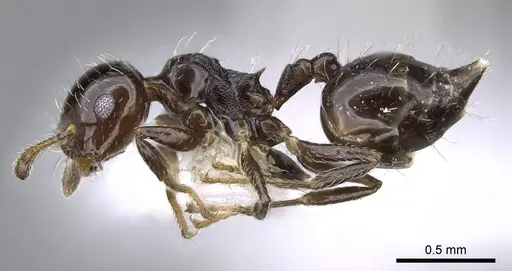 Crematogaster bryophilia specimen CASENT0914552 image casent0914552_3