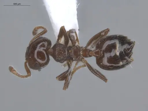 Crematogaster bryophilia specimen ECOFOG-SL13-0968-05 image ecofog-sl13-0968-05_1