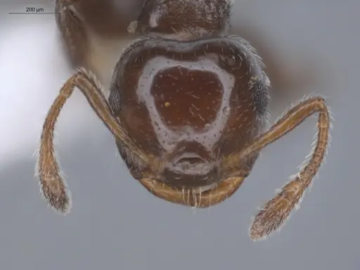 Crematogaster bryophilia specimen ECOFOG-SL13-0968-05 image ecofog-sl13-0968-05_2