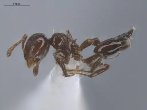Crematogaster bryophilia specimen ECOFOG-SL13-0968-05 image ecofog-sl13-0968-05_3