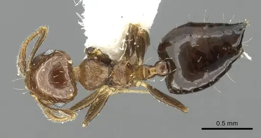 Crematogaster bryophilia specimen INBIOCRI001225726 image inbiocri001225726_1