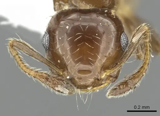 Crematogaster bryophilia specimen INBIOCRI001225726 image inbiocri001225726_2