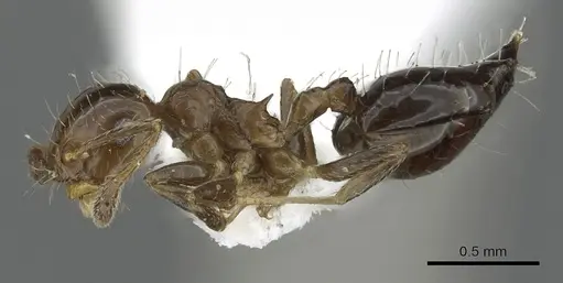 Crematogaster bryophilia specimen INBIOCRI001225726 image inbiocri001225726_3