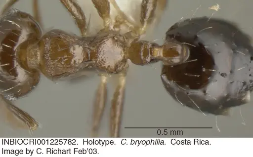 Crematogaster bryophilia specimen INBIOCRI001225782 image inbiocri001225782_1
