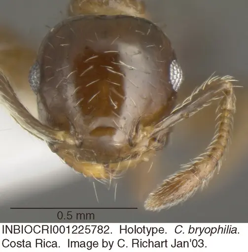 Crematogaster bryophilia specimen INBIOCRI001225782 image inbiocri001225782_2