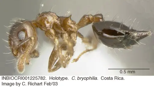 Crematogaster bryophilia specimen INBIOCRI001225782 image inbiocri001225782_3