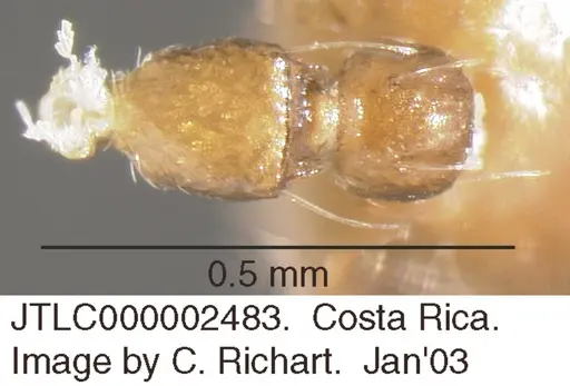 Crematogaster bryophilia specimen JTLC000002483 image jtlc000002483_1