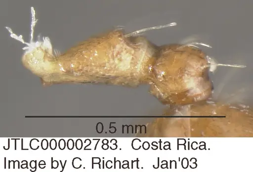 Crematogaster bryophilia specimen JTLC000002483 image jtlc000002483_2