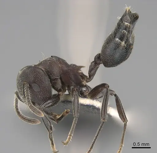 Crematogaster buchneri specimen CASENT0170289 image casent0170289_1
