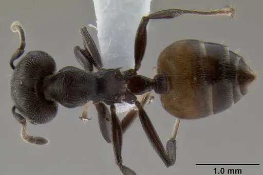 Crematogaster buchneri specimen CASENT0193750 image casent0193750_1