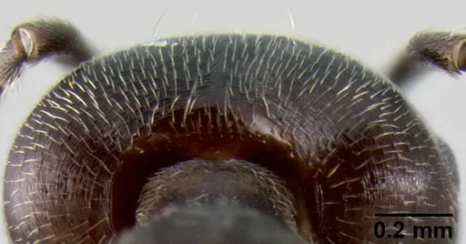 Crematogaster buchneri specimen CASENT0193750 image casent0193750_2
