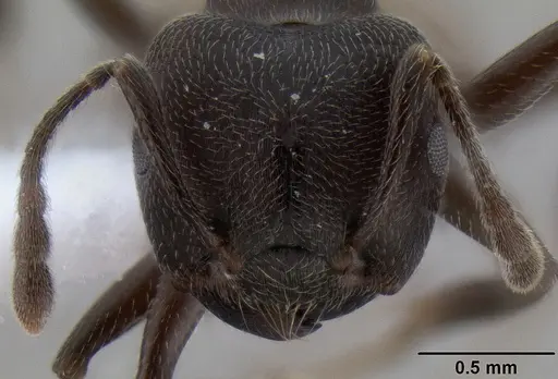 Crematogaster buchneri specimen CASENT0193750 image casent0193750_3