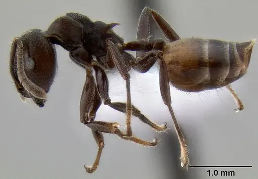 Crematogaster buchneri specimen CASENT0193750 image casent0193750_4