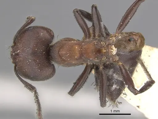 Crematogaster buchneri specimen CASENT0902074 image casent0902074_1