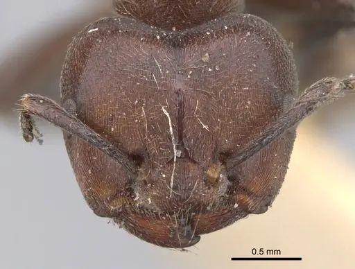 Crematogaster buchneri specimen CASENT0902074 image casent0902074_2