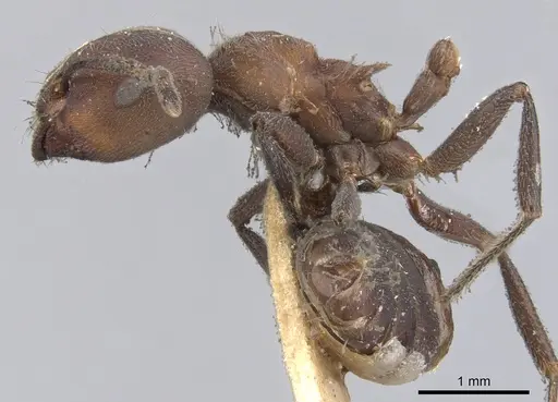 Crematogaster buchneri specimen CASENT0902074 image casent0902074_3
