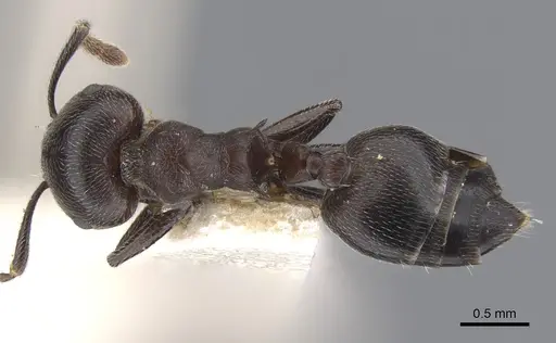 Crematogaster buchneri specimen CASENT0902075 image casent0902075_1