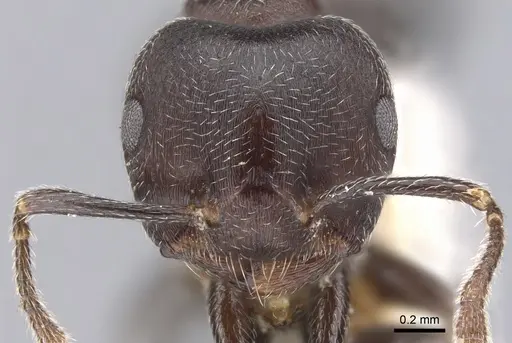 Crematogaster buchneri specimen CASENT0902075 image casent0902075_2