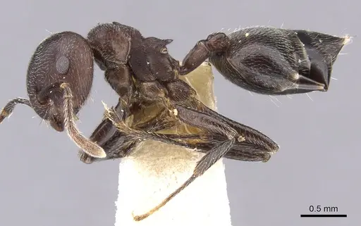 Crematogaster buchneri specimen CASENT0902075 image casent0902075_3