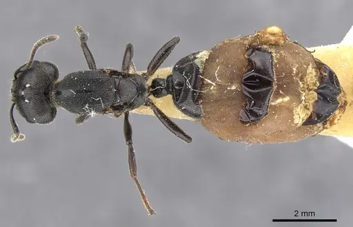Crematogaster buchneri specimen CASENT0902076 image casent0902076_1