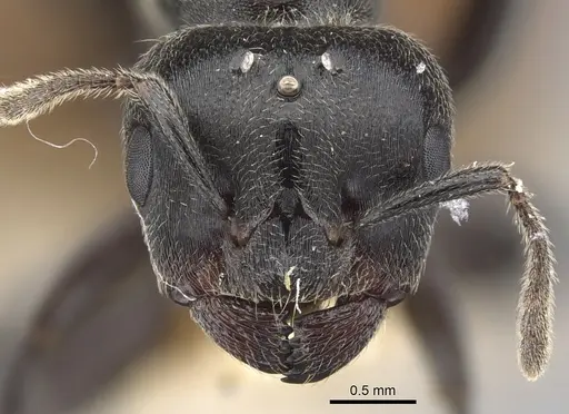 Crematogaster buchneri specimen CASENT0902076 image casent0902076_2