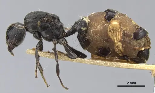 Crematogaster buchneri specimen CASENT0902076 image casent0902076_3