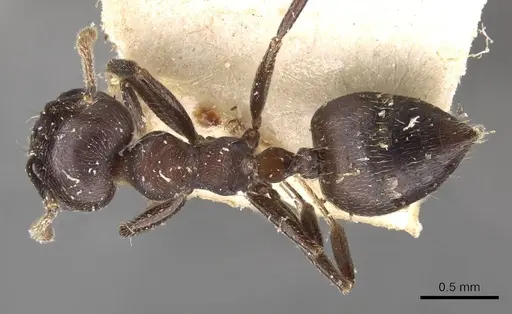 Crematogaster buchneri specimen CASENT0908623 image casent0908623_1