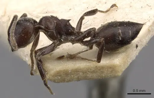 Crematogaster buchneri specimen CASENT0908623 image casent0908623_3