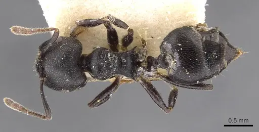 Crematogaster buchneri specimen CASENT0908624 image casent0908624_1