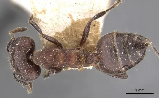 Crematogaster buchneri specimen CASENT0908626 image casent0908626_1