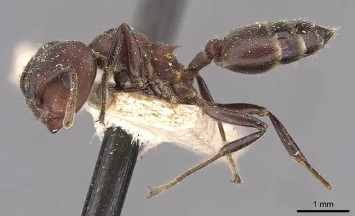Crematogaster buchneri specimen CASENT0908626 image casent0908626_3