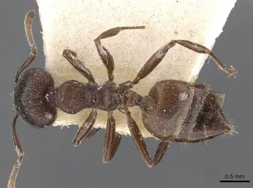 Crematogaster buchneri specimen CASENT0908627 image casent0908627_1