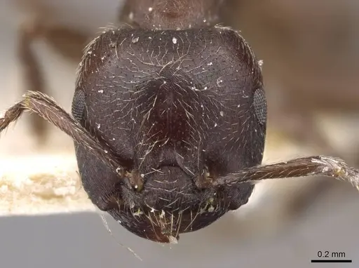 Crematogaster buchneri specimen CASENT0908627 image casent0908627_2