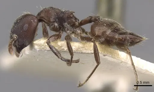 Crematogaster buchneri specimen CASENT0908627 image casent0908627_3