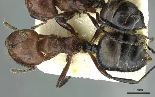Crematogaster buchneri specimen CASENT0912626 image casent0912626_1