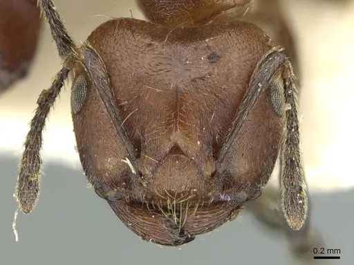 Crematogaster buchneri specimen CASENT0912626 image casent0912626_2