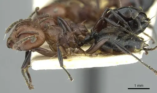 Crematogaster buchneri specimen CASENT0912626 image casent0912626_3